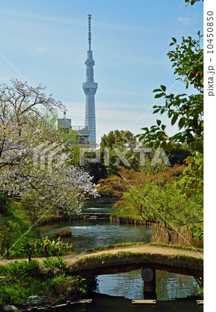 向島百花園と東京スカイツリー 10450850