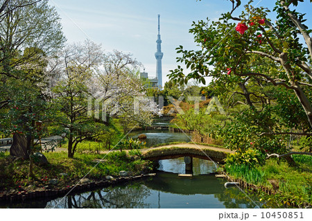 向島百花園と東京スカイツリー 10450851