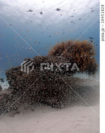 スカシテンジクダイの群れ スカシテンジクダイの群れ 10451828