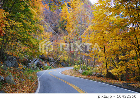Autumn woods foliage with road 10452550