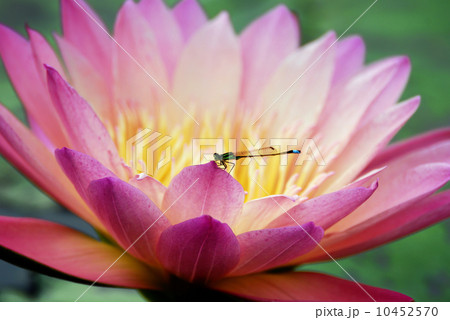 Water lily closeup with dragonfly 10452570