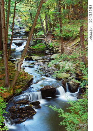 Forest CREEK WITH HIKING TRAILS Forest CREEK WITH HIKING TRAILS 10452598