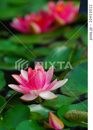 Water lily 10453012