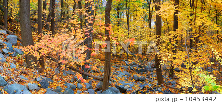Autumn forest foliage 10453442