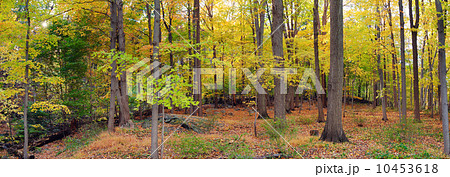 Bear Mountain forest panorama Bear Mountain forest panorama 10453618