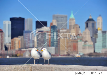 Seagull Seagull 10453749