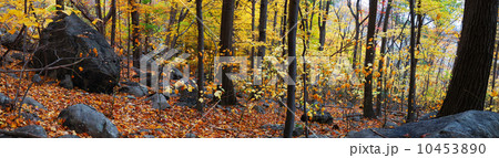 Autumn forest panorama Autumn forest panorama 10453890