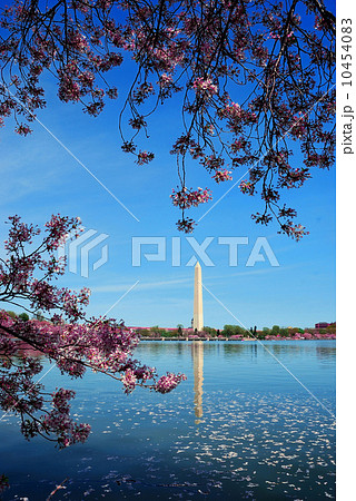 Washington DC cherry blossom Washington DC cherry blossom 10454083