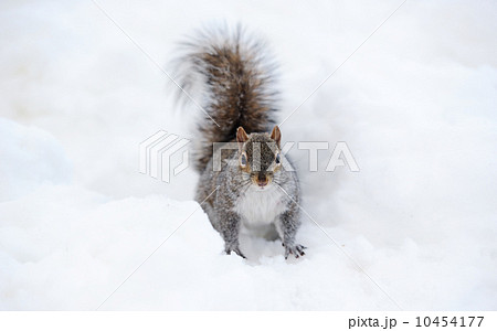 Squirrel with snow in winter 10454177
