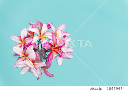 水に浮かぶピンクのプルメリア-左-3 水に浮かぶピンクのプルメリア-左-3 10459474