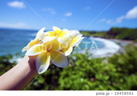 手で持つプルメリアのブーケ 1の写真素材