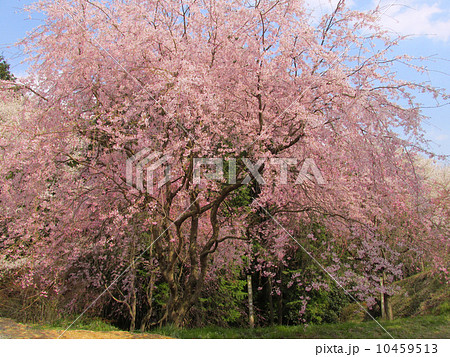 桜華園の桜　紅枝垂桜 10459513