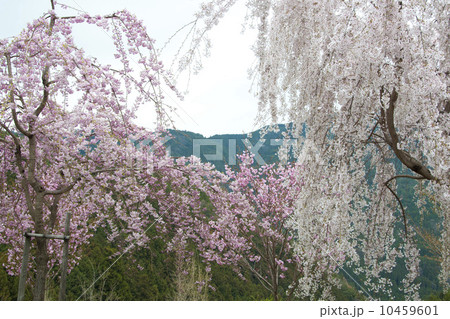 枝垂れ桜 枝垂れ桜 10459601