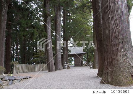 杉の大木と焼山寺山門 10459602