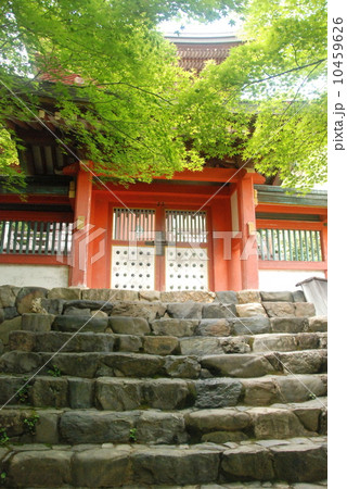 神護寺の多宝塔へ続く石段(京都市右京区梅ヶ畑高雄町) 神護寺の多宝塔へ続く石段(京都市右京区梅ヶ畑高雄町) 10459626