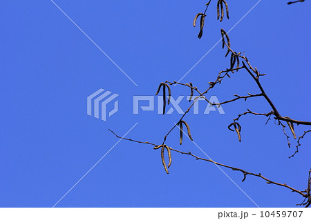 早春白樺 10459707