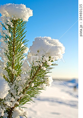 Pine tree. 10460135