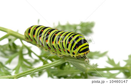 Caterpillar. Caterpillar. 10460147