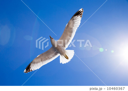 Flock in sky Flock in sky 10460367