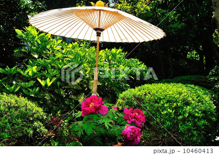 上野東照宮の春牡丹 10460413