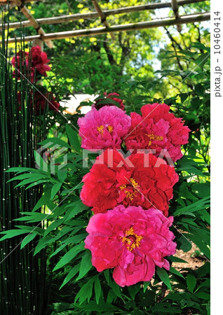 上野東照宮の春牡丹 10460414