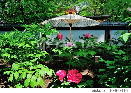 上野東照宮の春牡丹 10460416