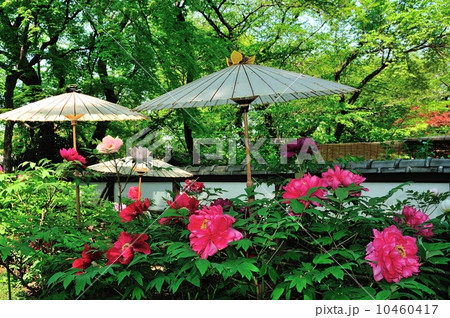 上野東照宮の春牡丹 10460417