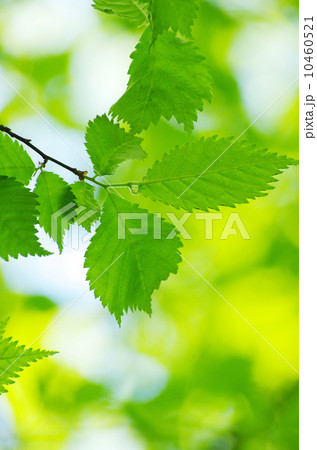 green leaves green leaves 10460521
