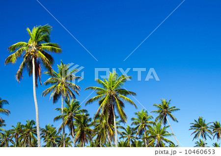 Palm tree Palm tree 10460653