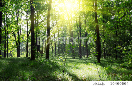 green forest green forest 10460664