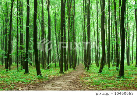 forest forest 10460665