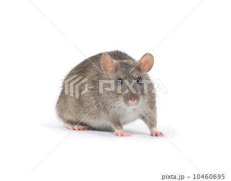 rat 10460695