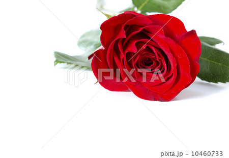 rose on white rose on white 10460733