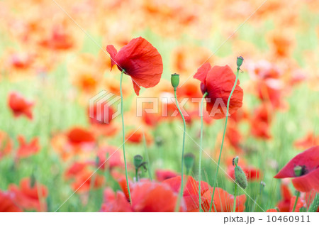 red poppy red poppy 10460911