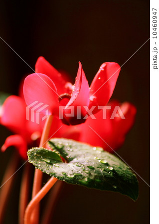 シクラメンの花４ 10460947