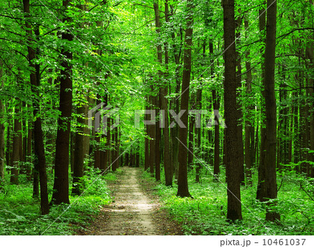 forest 10461037
