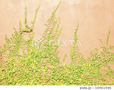 Green Creeper 10461446
