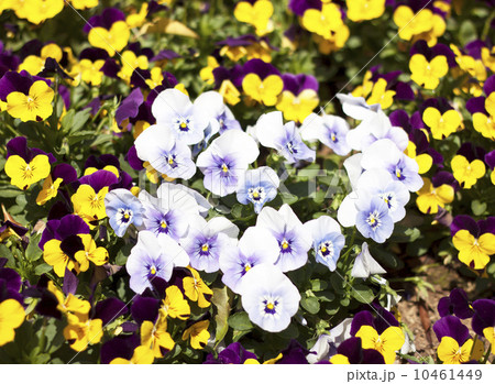 flower bed bloom in the garden flower bed bloom in the garden 10461449