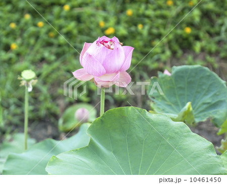 Lotus Lotus 10461450