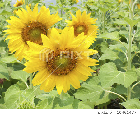 sunflower 10461477
