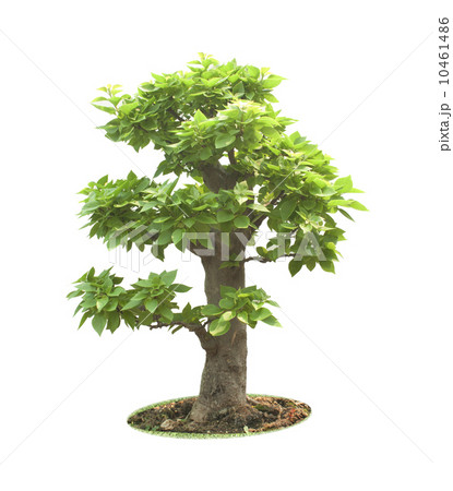 bonsai tree bonsai tree 10461486