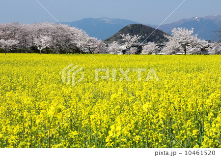 藤原宮跡　桜と菜の花畑 10461520