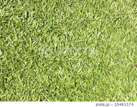 Grass Background 10461574