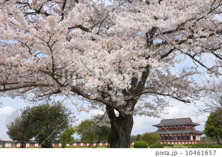 平城宮跡　満開の桜と大極殿 10461657
