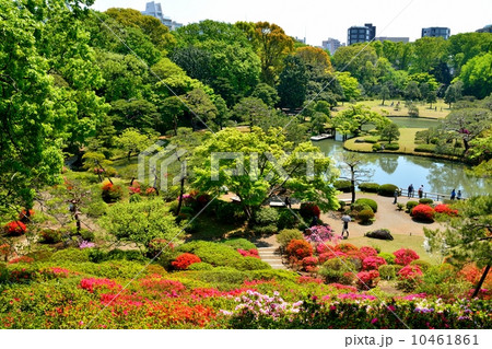 新緑の六義園 新緑の六義園 10461861
