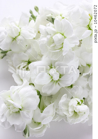 白いストックの花束 縦 部分 の写真素材