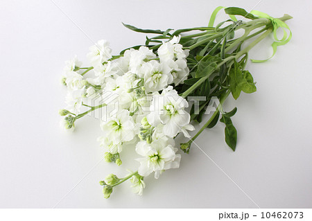 白いストックの花束 横 全体 の写真素材