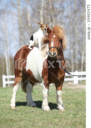 Nice Shetland pony with Parson Russell terrier 10462475