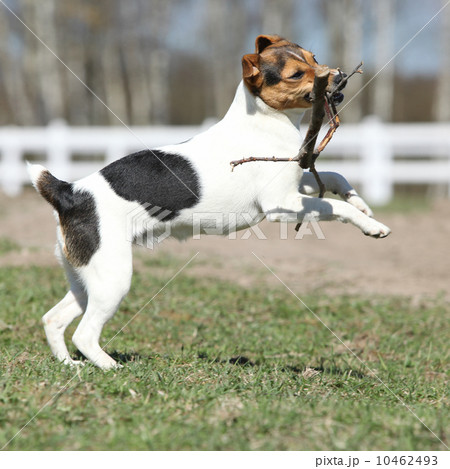 Gorgeous Parson Russell terrier running Gorgeous Parson Russell terrier running 10462493
