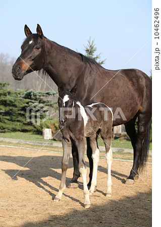 Nice brown mare with its piebald foal 10462496